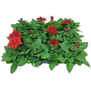 Bild von Petunia P9 Red